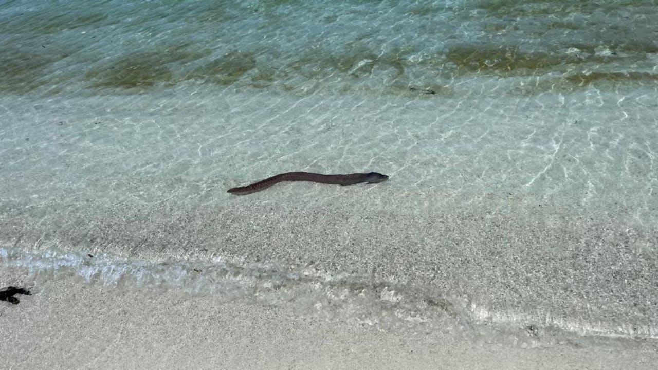 Strand Summer Island Maldives
