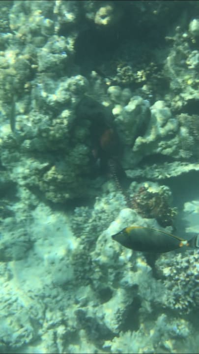 Strand Tropitel Sahl Hasheesh