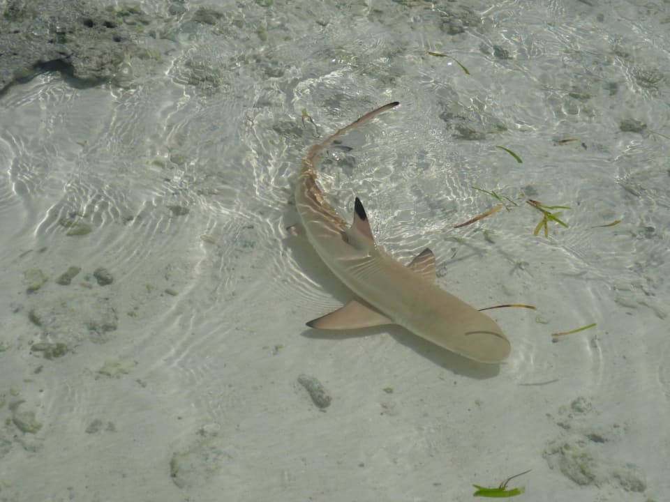 Schwarzflossenhai Kuredu Island Resort & Spa