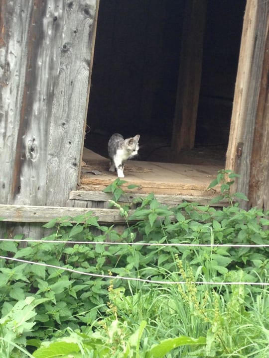 Bienenalm LUXGUT - OLIVIA