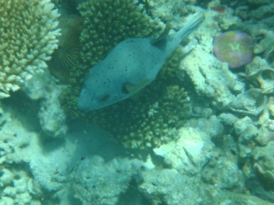 Kofferfisch Vilamendhoo Island Resort & Spa