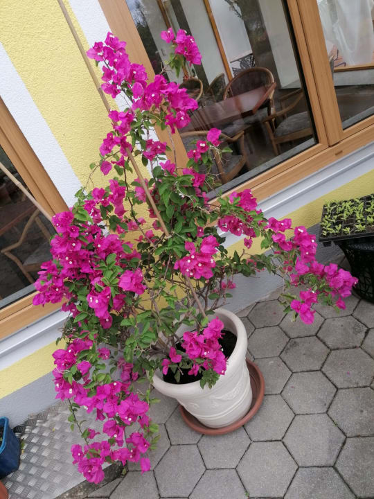 Gartenanlage Seehotel Birkenhof