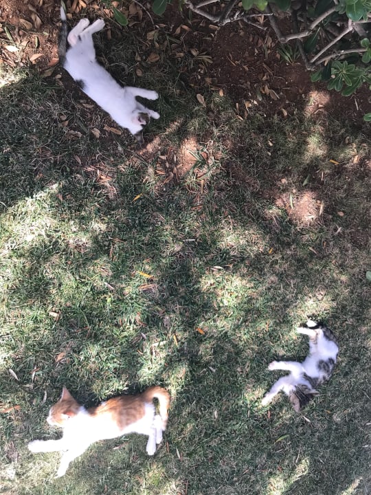 Gartenanlage Hotel Hara Ilios Village