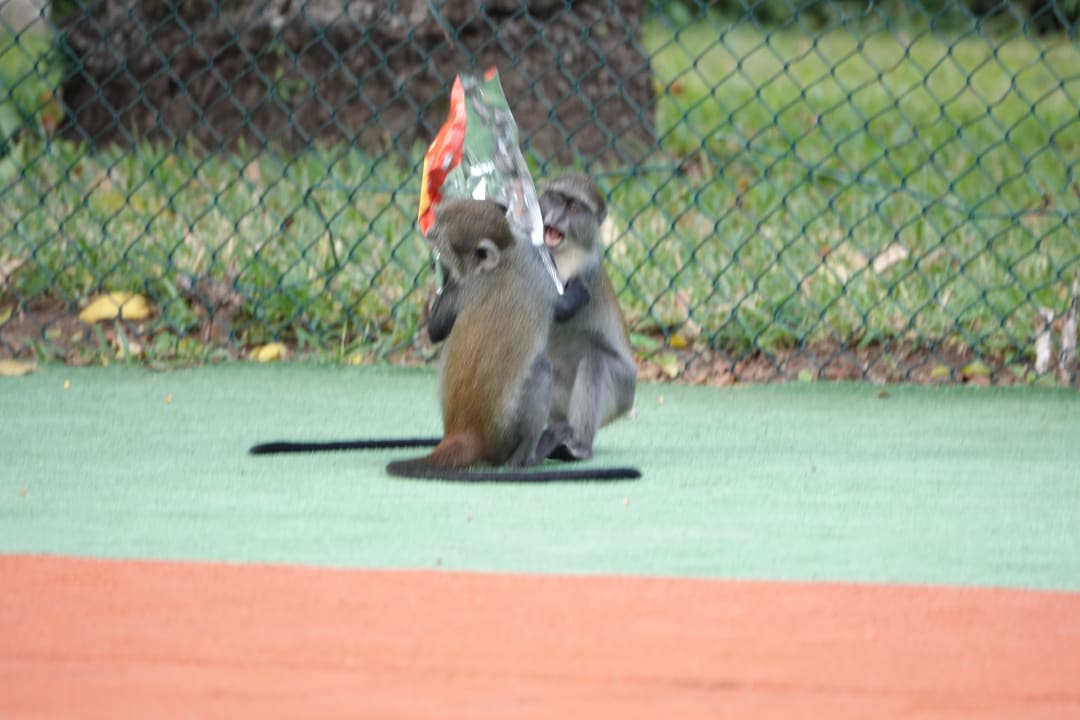 Sonstiges Baobab Beach Resort & Spa