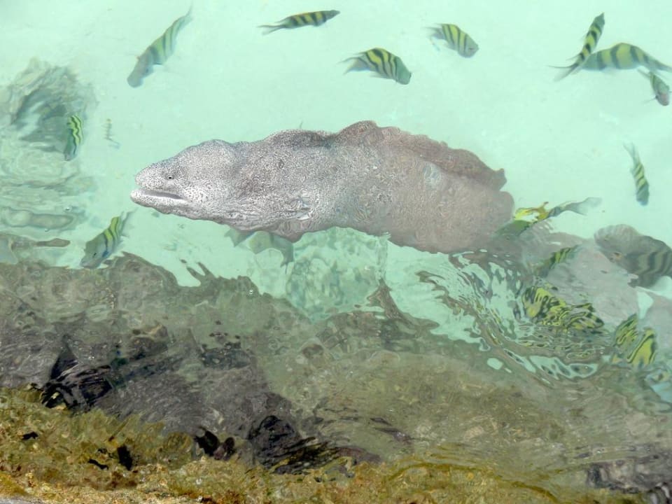 Möräne am Jetty Kuredu Kuredu Island Resort & Spa