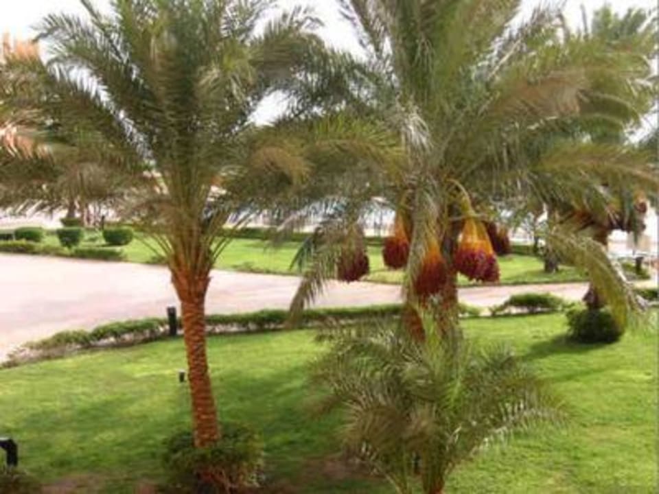 Palmen vor unserem Zimmer Continental Hotel Hurghada