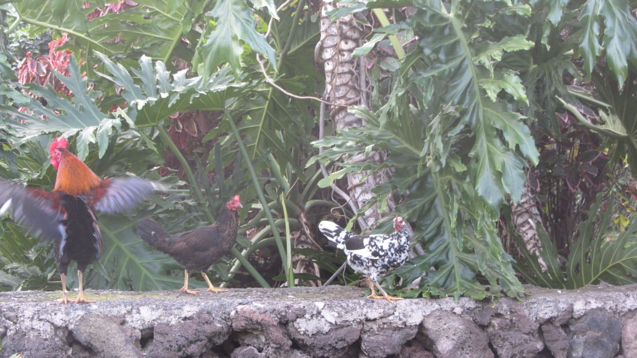 Freilaufende Hühner BLUESEA Costa Jardin Spa