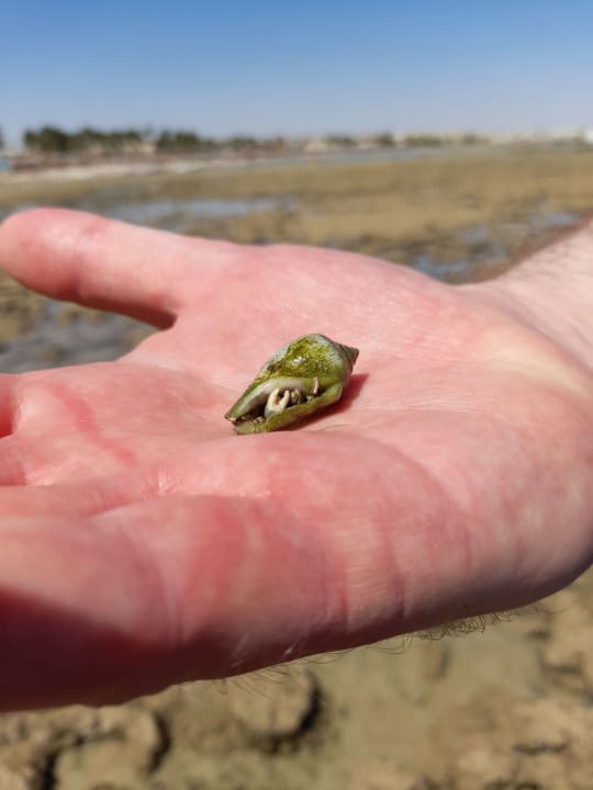 Strand Cleopatra Luxury Resort Makadi Bay