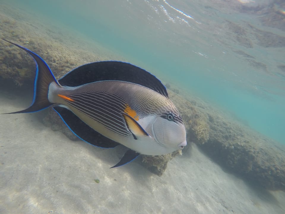 Sport & Freizeit Shams Alam Beach Resort