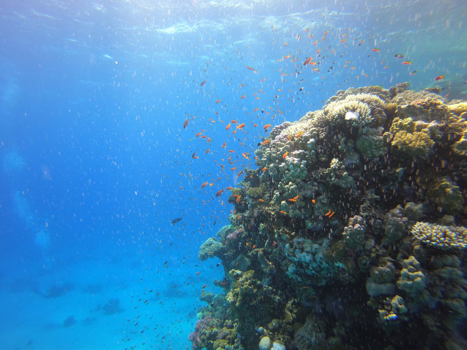 Sport & Freizeit ROBINSON SOMA BAY