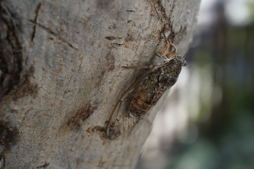 Gartenanlage Creta Maris Resort