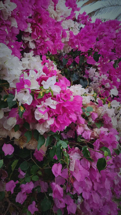 Gartenanlage HOVIMA Panorama