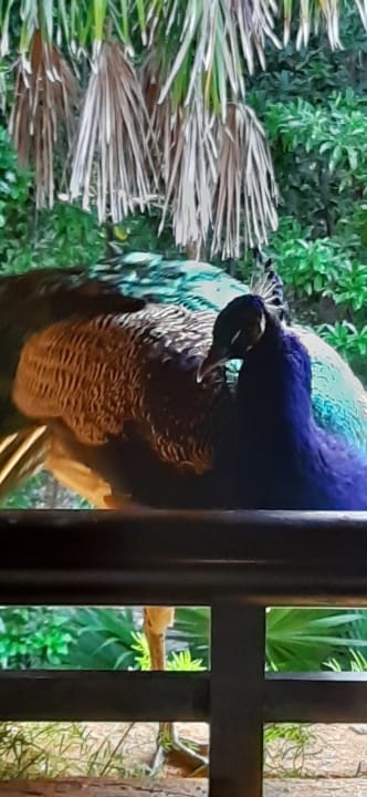 Sonstiges Iberostar Waves Tucan