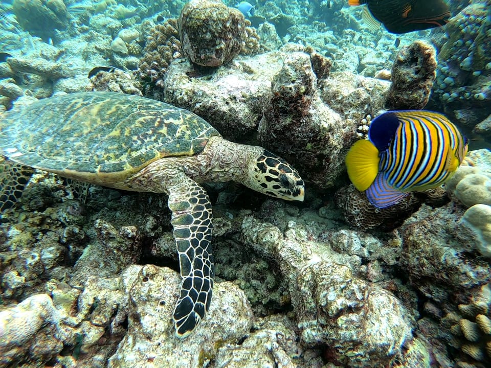 Sport & Freizeit Kuramathi Maldives