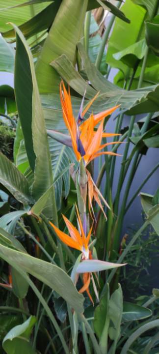 Gartenanlage Side Golden Rock Hotel