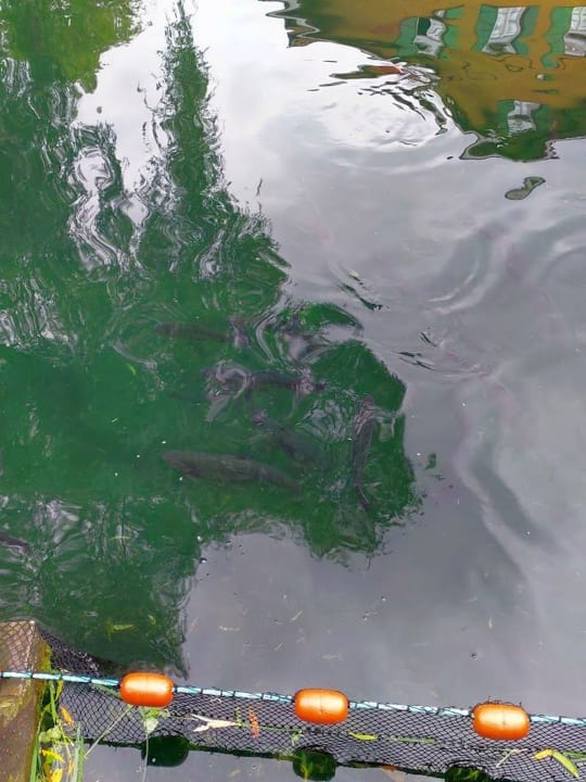 Gartenanlage Hotel Zur Alten Mühle