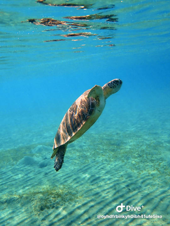 Sport & Freizeit Shams Alam Beach Resort