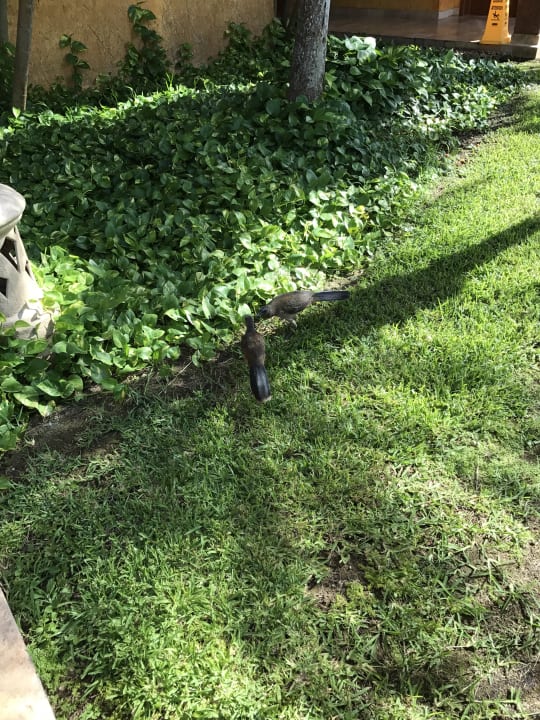 Gartenanlage Iberostar Waves Paraiso Beach