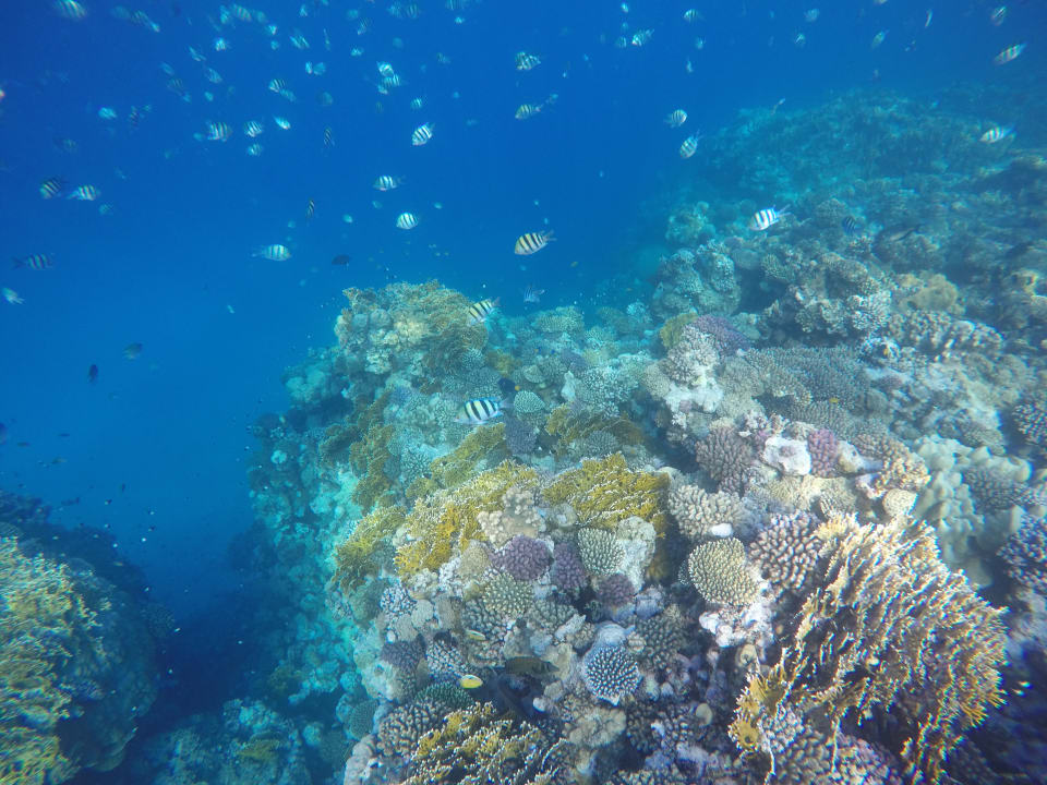 Strand Malikia Resort Abu Dabbab