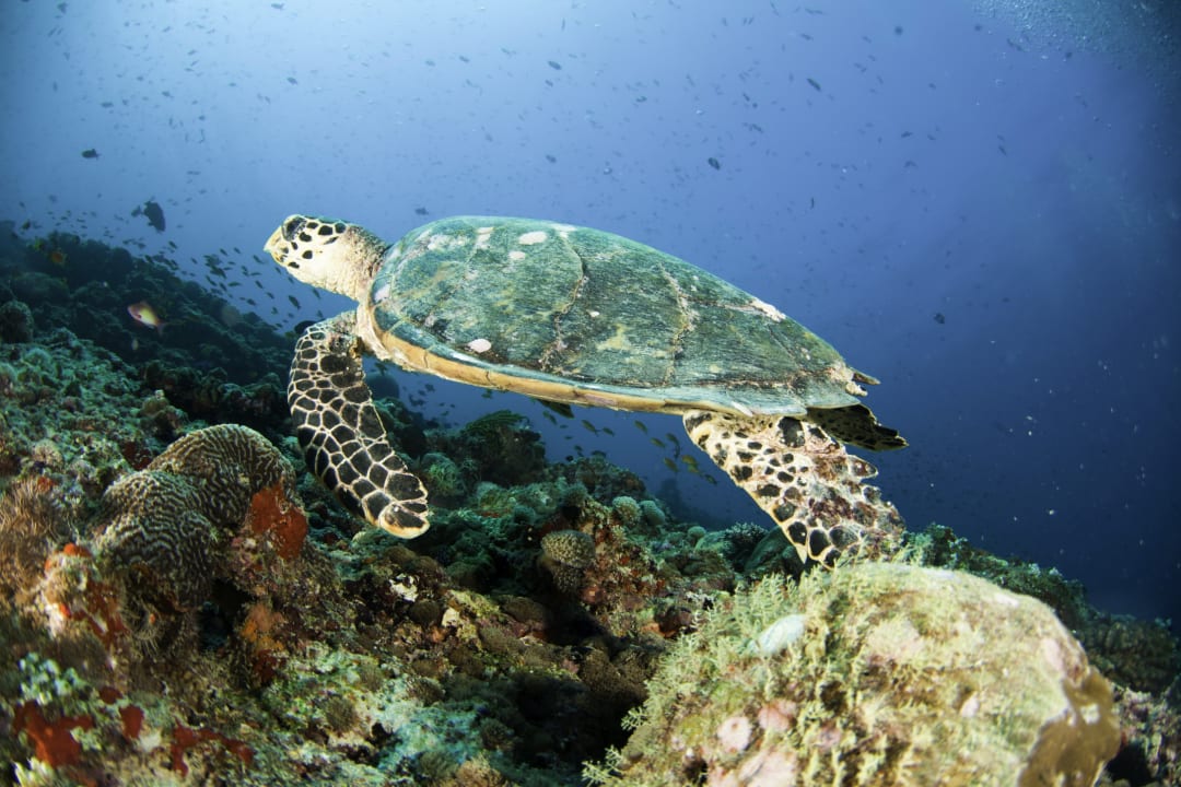 Sport & Freizeit Machchafushi Island Resort & Spa Maldives, The Centara Collection