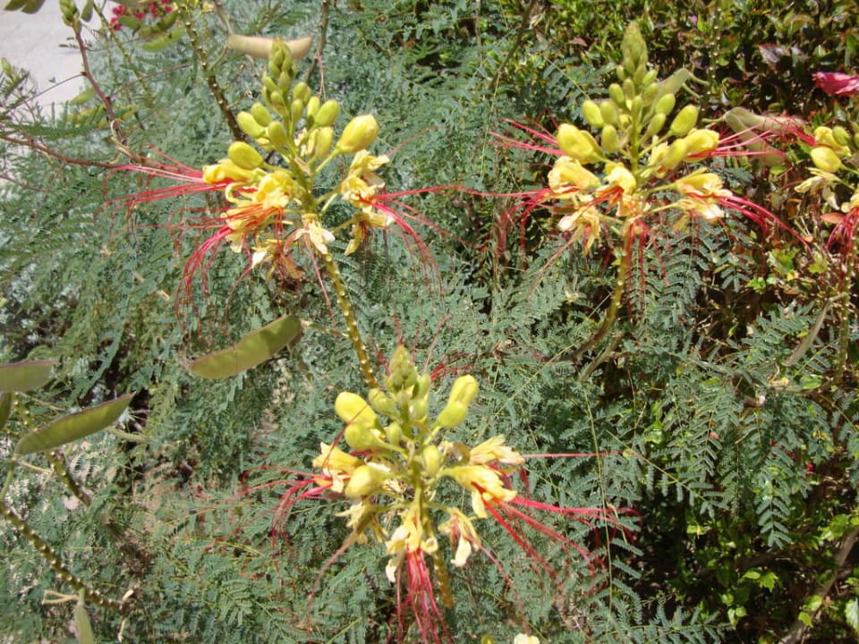 Blumenpracht Ghazala Beach