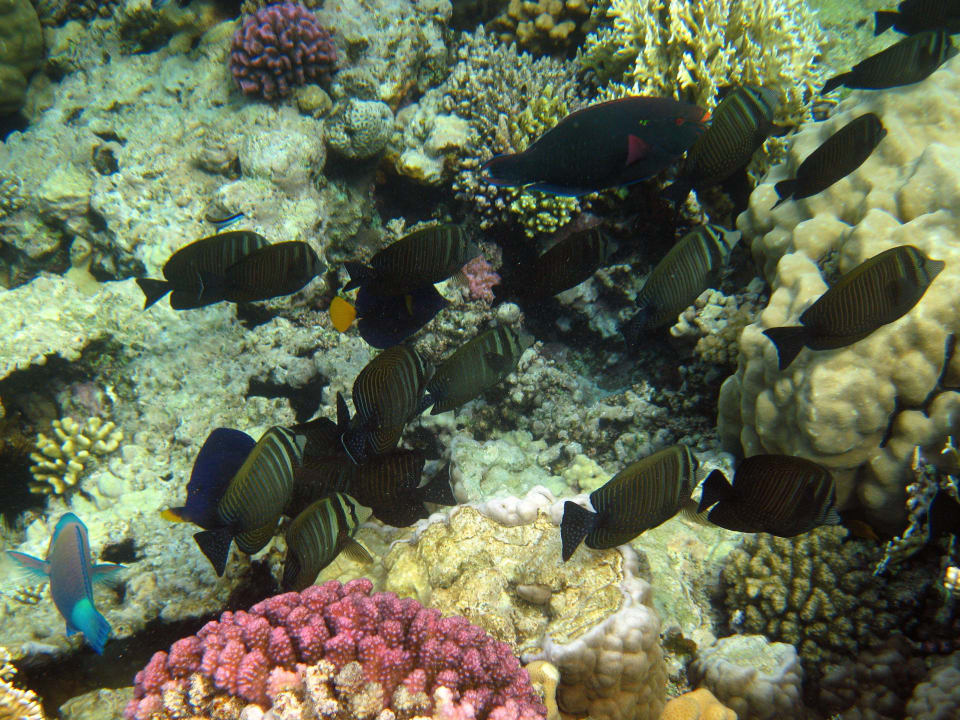 Schnorcheln im Grand Makadi Grand Makadi