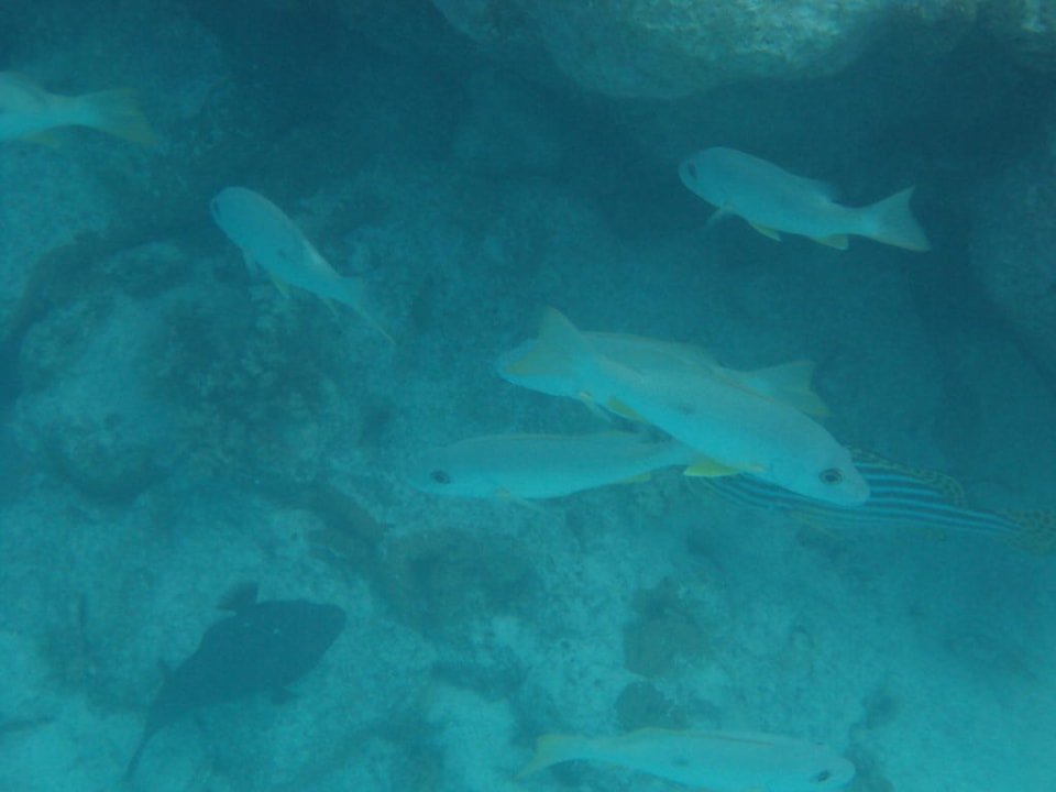 Fische Cinnamon Dhonveli Maldives