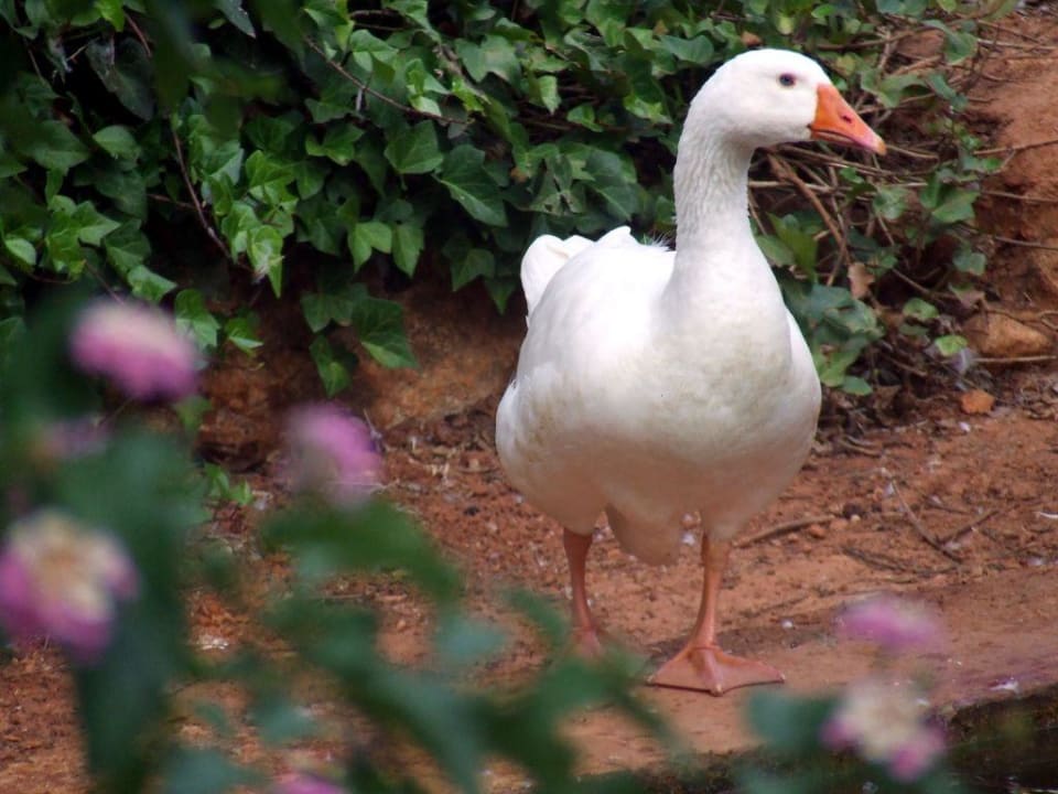 Ente Protur Safari Park Aparthotel