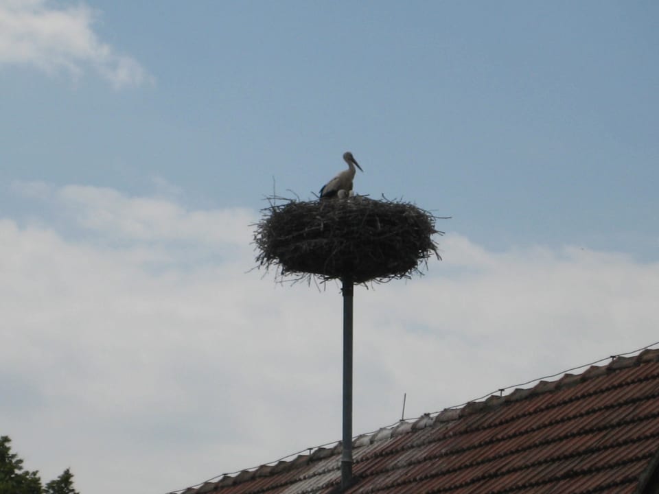 In Gols Landhotel Birkenhof