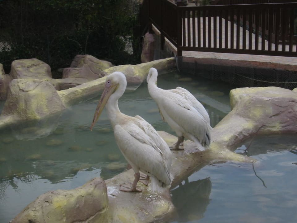 Pelikane Alba Resort Hotel