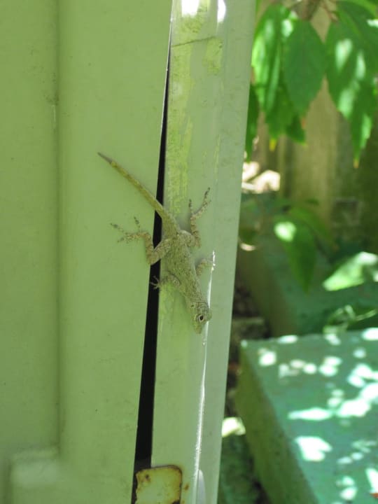 Anolis Grand Palladium Select Bávaro Resort & Spa