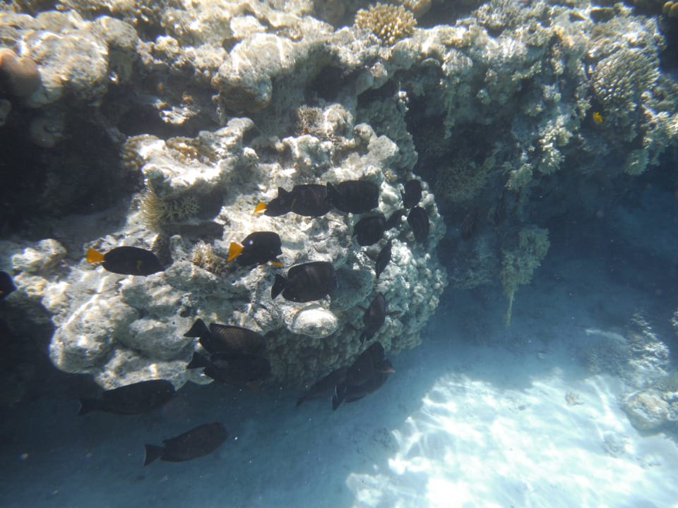 Baron Palace Resort Baron Palace Sahl Hasheesh