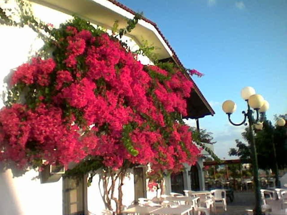 Chrissi Amoudia Blumen TUI SUNEO Chrissi Amoudia