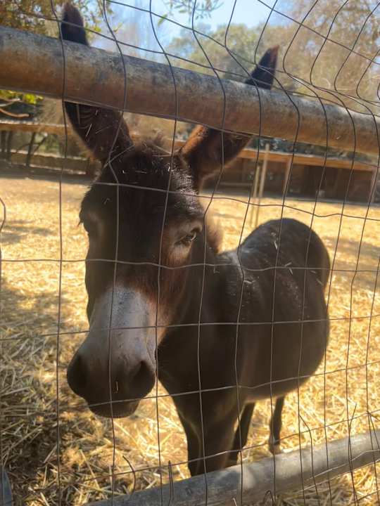 Gartenanlage Guesthouse Agriturismo Tenuta Sant'Antonio