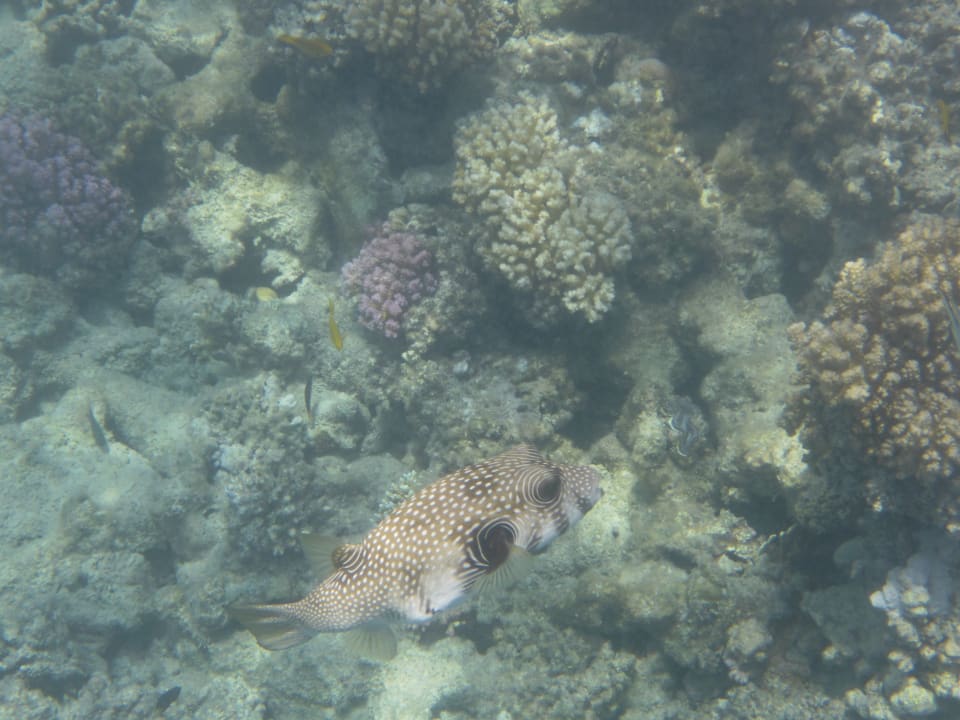 Sport & Freizeit Makadi Spa - Adults only