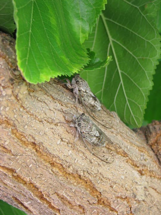 Die Lauten Anissa Beach & Village