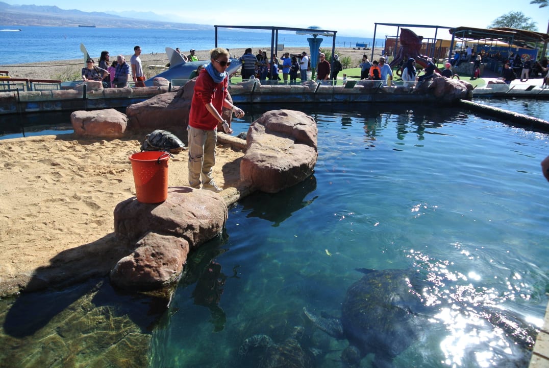 Кормление черепах и скатов Club Hotel Eilat - Resort, Convention & Spa