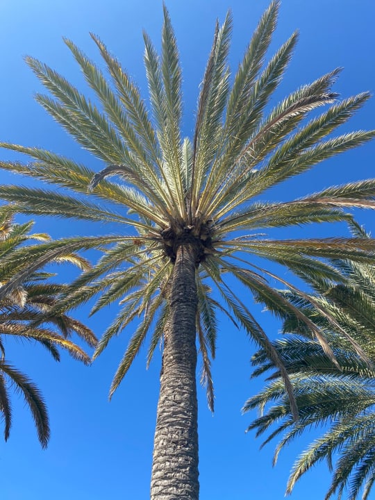 Gartenanlage Bull Costa Canaria & Spa - Adults only