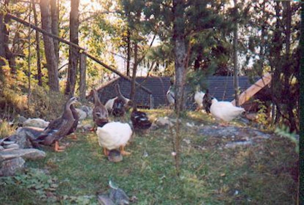 Enten im Bereich des Streichelzoo Alpina Alpendorf