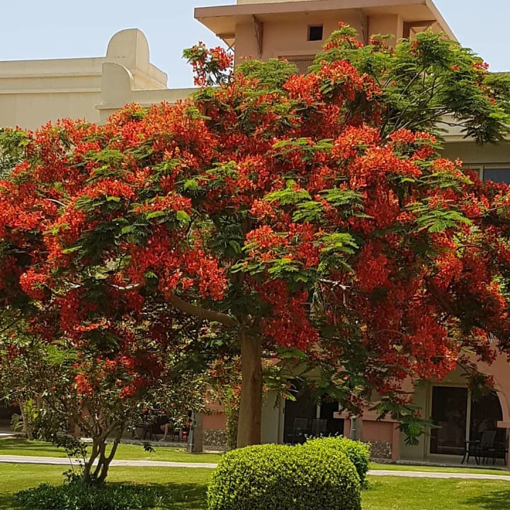 Garten Serenity Alpha Beach