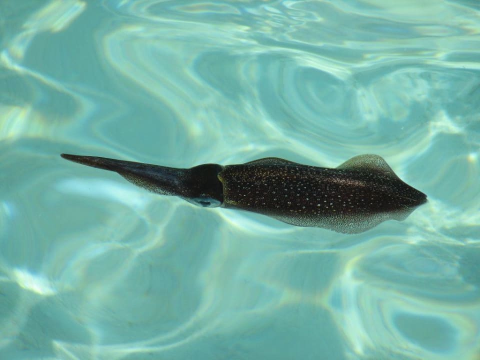 Kalmar Summer Island Maldives