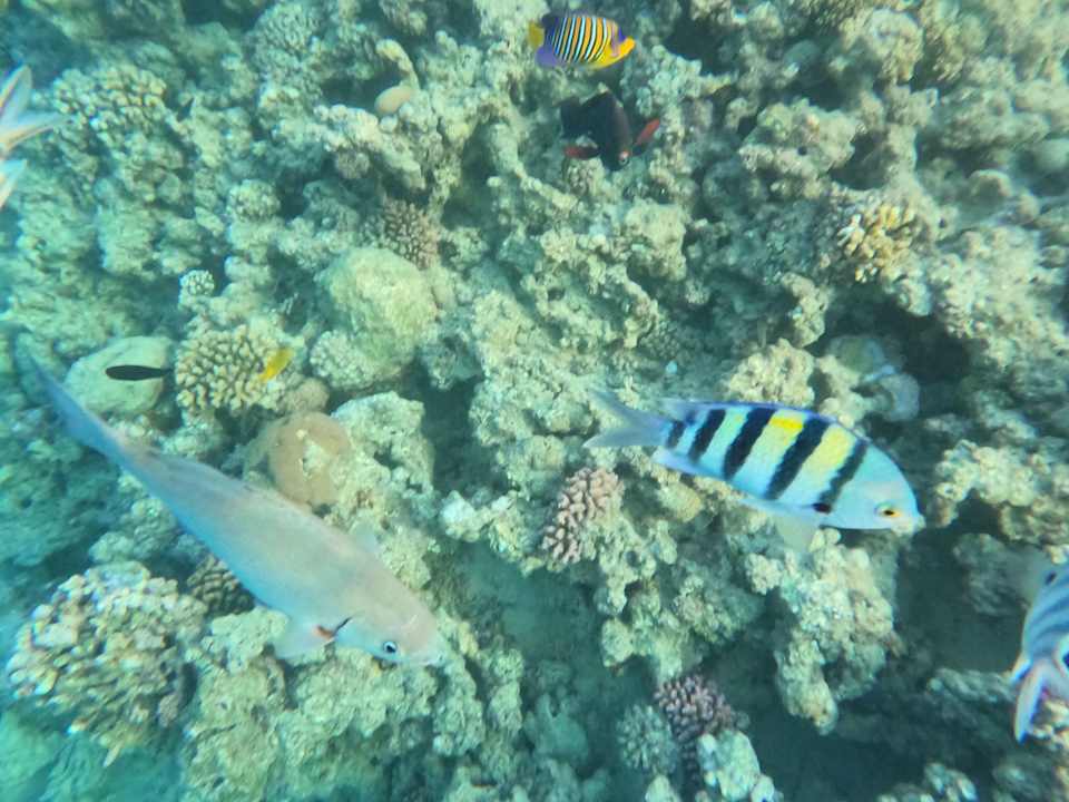 Strand Stella Beach Resort & Spa Makadi Bay