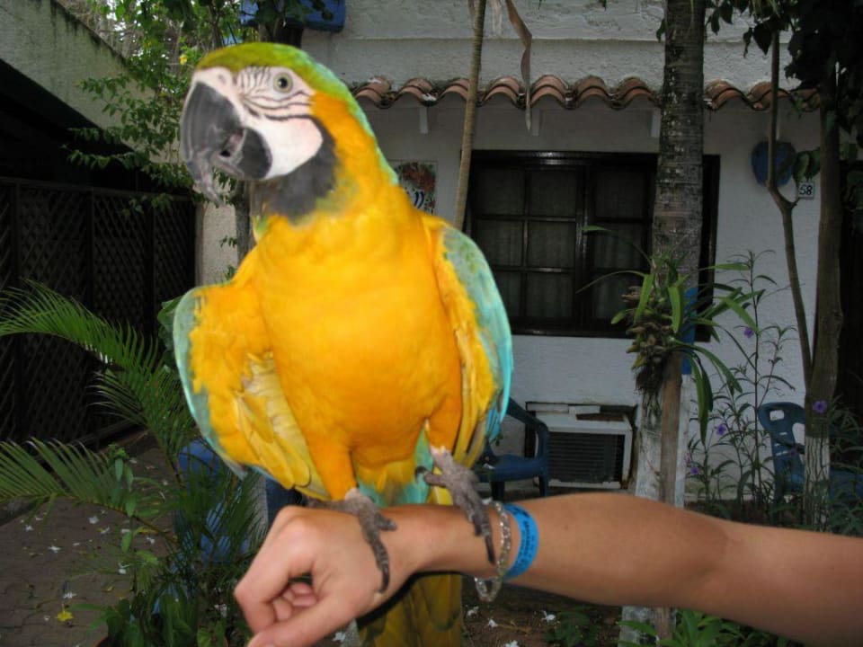 Hotelpapagei Hotel Miramar Village