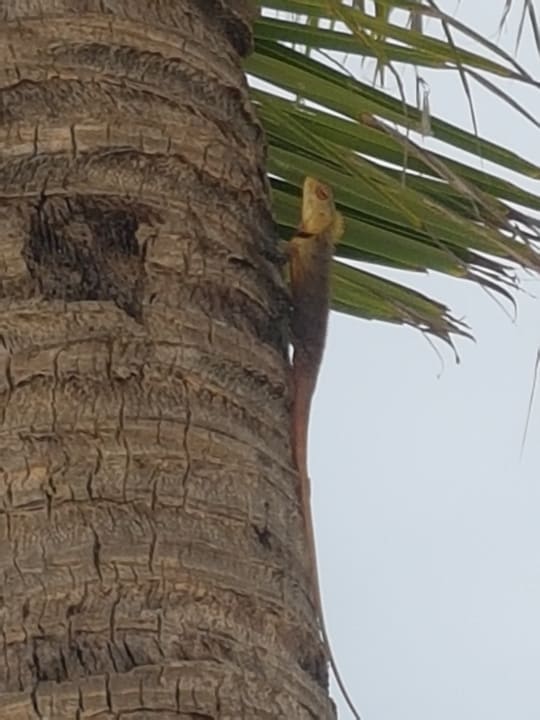 Gartenanlage Kuredu Island Resort & Spa