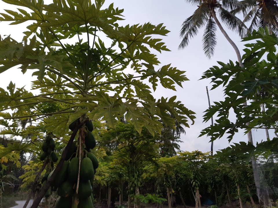 Sonstiges Maldives Diving Loabi