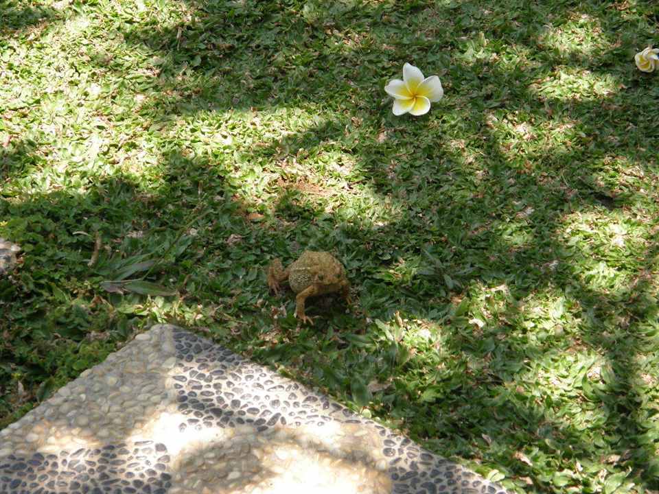 Ein weiterer Gartenbesucher Saraswati Holiday House