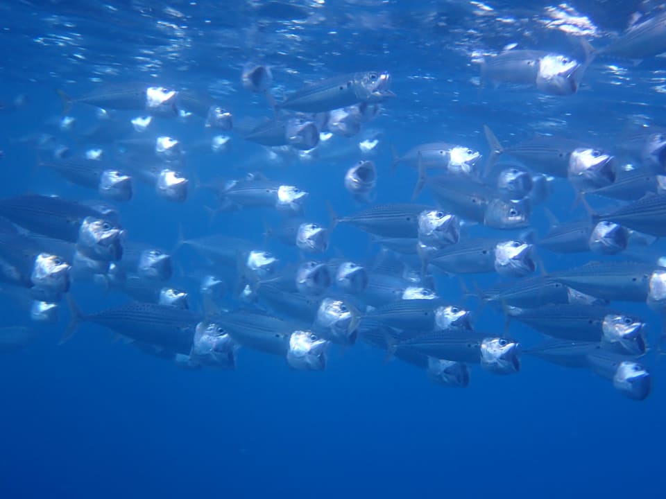 Sport & Freizeit Hotel Gorgonia Beach Resort