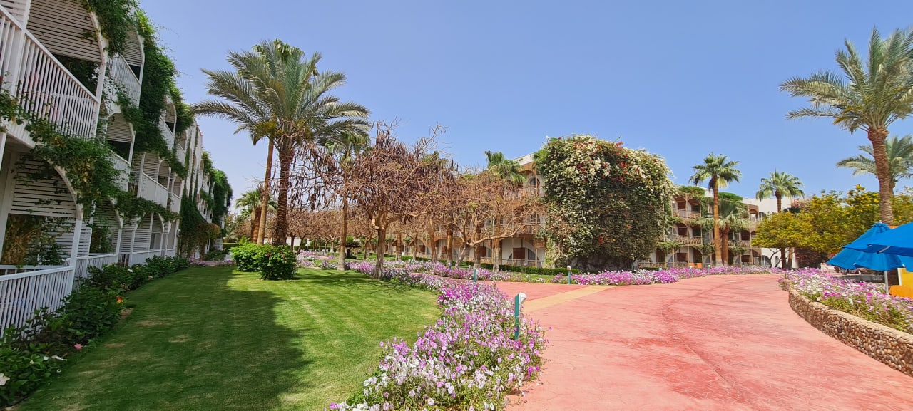 Gartenanlage Desert Rose