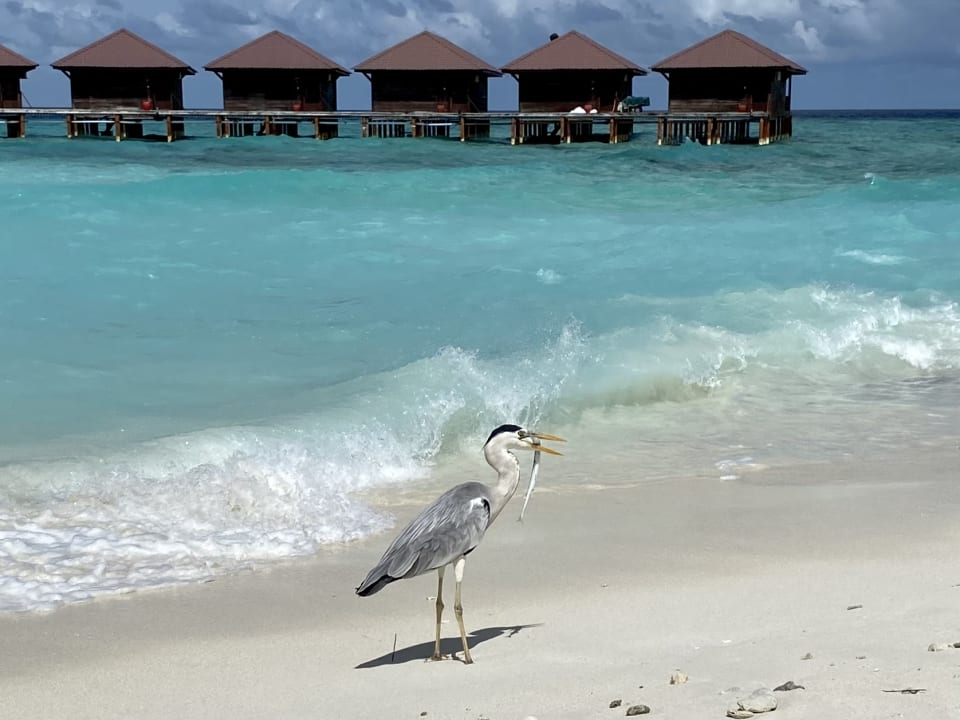 Außenansicht Filitheyo Island Resort