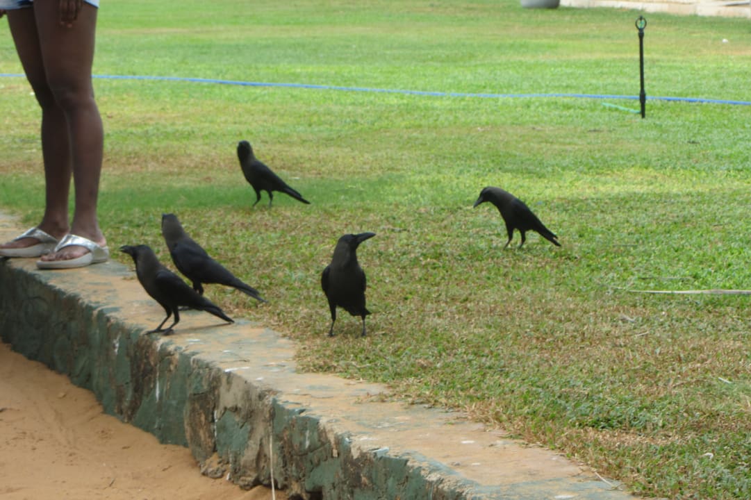 Sonstiges Goldi Sands Hotel